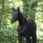 Othello Mon Cheval  Hanovrien Mâle - Garde d'animaux à domicile