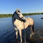 Largo Mon Cheval  Selle Français Hongre - Garde d'animaux à domicile