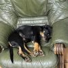 Images de profil de Marine - Blooming Pets - Petsitting et garde d'animaux à domicile