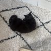 Images de profil de Marine - Blooming Pets - Petsitting et garde d'animaux à domicile