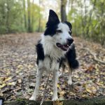 Tayler Mon Chien  Border Collie Mâle - Garde d'animaux à domicile