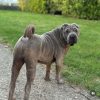 Images de profil de Marine - Blooming Pets - Petsitting et garde d'animaux à domicile