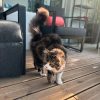 Images de profil de Marine - Blooming Pets - Petsitting et garde d'animaux à domicile