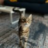 Images de profil de Marine - Blooming Pets - Petsitting et garde d'animaux à domicile