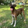 Images de profil de Marine - Blooming Pets - Petsitting et garde d'animaux à domicile