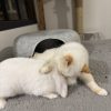 Images de profil de Marine - Blooming Pets - Petsitting et garde d'animaux à domicile