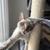 Images de profil de Marine - Blooming Pets - Petsitting et garde d'animaux à domicile