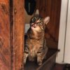 Images de profil de Marine - Blooming Pets - Petsitting et garde d'animaux à domicile