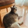 Images de profil de Marine - Blooming Pets - Petsitting et garde d'animaux à domicile