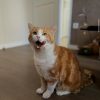 Images de profil de Marine - Blooming Pets - Petsitting et garde d'animaux à domicile