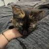 Images de profil de Marine - Blooming Pets - Petsitting et garde d'animaux à domicile