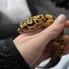 Images de profil de Marion - Blooming Pets - Petsitting et garde d'animaux à domicile