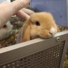 Images de profil de Marion - Blooming Pets - Petsitting et garde d'animaux à domicile
