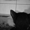 Images de profil de Marion - Blooming Pets - Petsitting et garde d'animaux à domicile