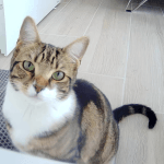 Koda Mon Chat  European Shorthair (Européen) Mâle - Garde d'animaux à domicile