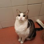 Chipie Mon Chat  Européen Femelle - Garde d'animaux à domicile