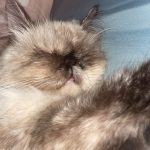 Tamara Mon Chat  Persan Femelle stérilisée - Garde d'animaux à domicile