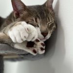 Tuiles Mon Chat  Européen Mâle stérilisé - Garde d'animaux à domicile
