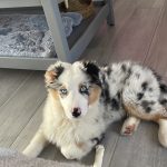 Uno Mon Chien  Berger Australien Mâle stérilisé - Garde d'animaux à domicile