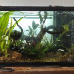30 Poissons - 120 Litres Mon Aquarium d’eau douce    - Garde d'animaux à domicile