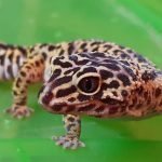 Amnesia Mon Lézard  Gecko Léopard (Eublepharis Macularius) Femelle - Garde d'animaux à domicile