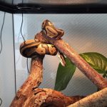 Kiki Mon Serpent  Python Royal (Python Regius) Mâle - Garde d'animaux à domicile