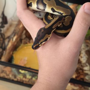 Images de profil de Matéo - Blooming Pets - Petsitting et garde d'animaux à domicile
