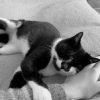 Images de profil de Mathilde - Blooming Pets - Petsitting et garde d'animaux à domicile