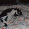 Images de profil de Mathilde - Blooming Pets - Petsitting et garde d'animaux à domicile