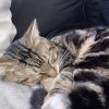 Images de profil de Mathilde - Blooming Pets - Petsitting et garde d'animaux à domicile