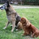 Gold Gold Mon Chien Berger Belge Malinois MĂąle - Garde d'animaux Ă domicile