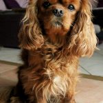 Nala Mon Chien  Cavalier King Charles Spaniel Femelle - Garde d'animaux à domicile