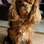 Nala Nala Mon Chien Cavalier King Charles Spaniel Femelle - Garde d'animaux Ă domicile