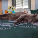 Isis Isis Mon Chat Chartreux Femelle - Garde d'animaux Ă domicile