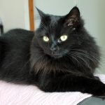 Ronny Mon Chat  Croisé Femelle - Garde d'animaux à domicile