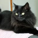 Ronny Ronny Mon Chat Croisé Femelle - Garde d'animaux à domicile