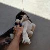 Images de profil de Mathilde - Blooming Pets - Petsitting et garde d'animaux à domicile