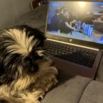 Princesse Mon Chien  Shih Tzu Femelle - Garde d'animaux à domicile