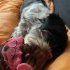 Images de profil de Mathilde - Blooming Pets - Petsitting et garde d'animaux à domicile