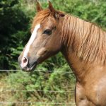 LâAs LâAs Mon Poney Arabe Hongre - Garde d'animaux Ă domicile