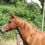 Flicka Flicka Mon Poney Arabe Femelle - Garde d'animaux Ă domicile
