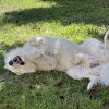 Images de profil de Maud - Blooming Pets - Petsitting et garde d'animaux à domicile