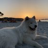Images de profil de Maud - Blooming Pets - Petsitting et garde d'animaux à domicile