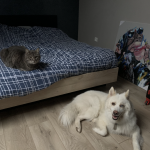 Snow Mon Chien  Croisé Mâle - Garde d'animaux à domicile