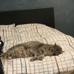 Meo Mon Chat  Croisé Mâle - Garde d'animaux à domicile