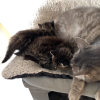 Images de profil de Mayane - Blooming Pets - Petsitting et garde d'animaux à domicile
