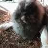Images de profil de Mayane - Blooming Pets - Petsitting et garde d'animaux à domicile