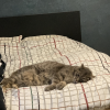 Images de profil de Mayane - Blooming Pets - Petsitting et garde d'animaux à domicile