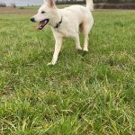 Taiga Mon Chien  Berger Blanc Suisse Femelle - Garde d'animaux à domicile
