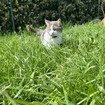 Nina Mon Chat  Croisé Femelle - Garde d'animaux à domicile